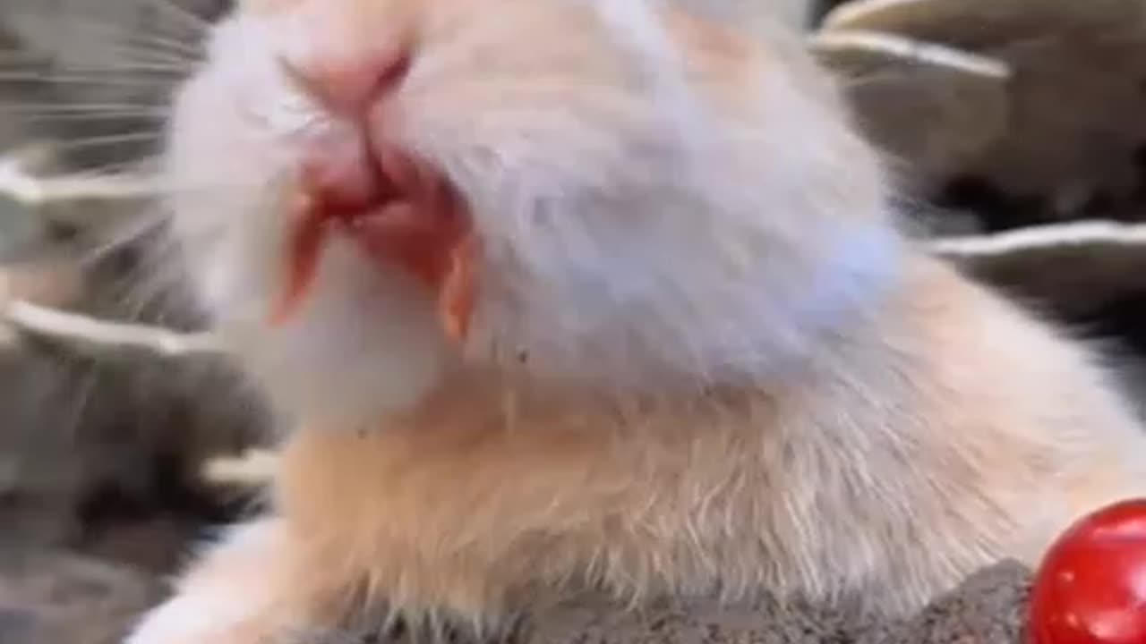 cute very funny rabbit eating fruit