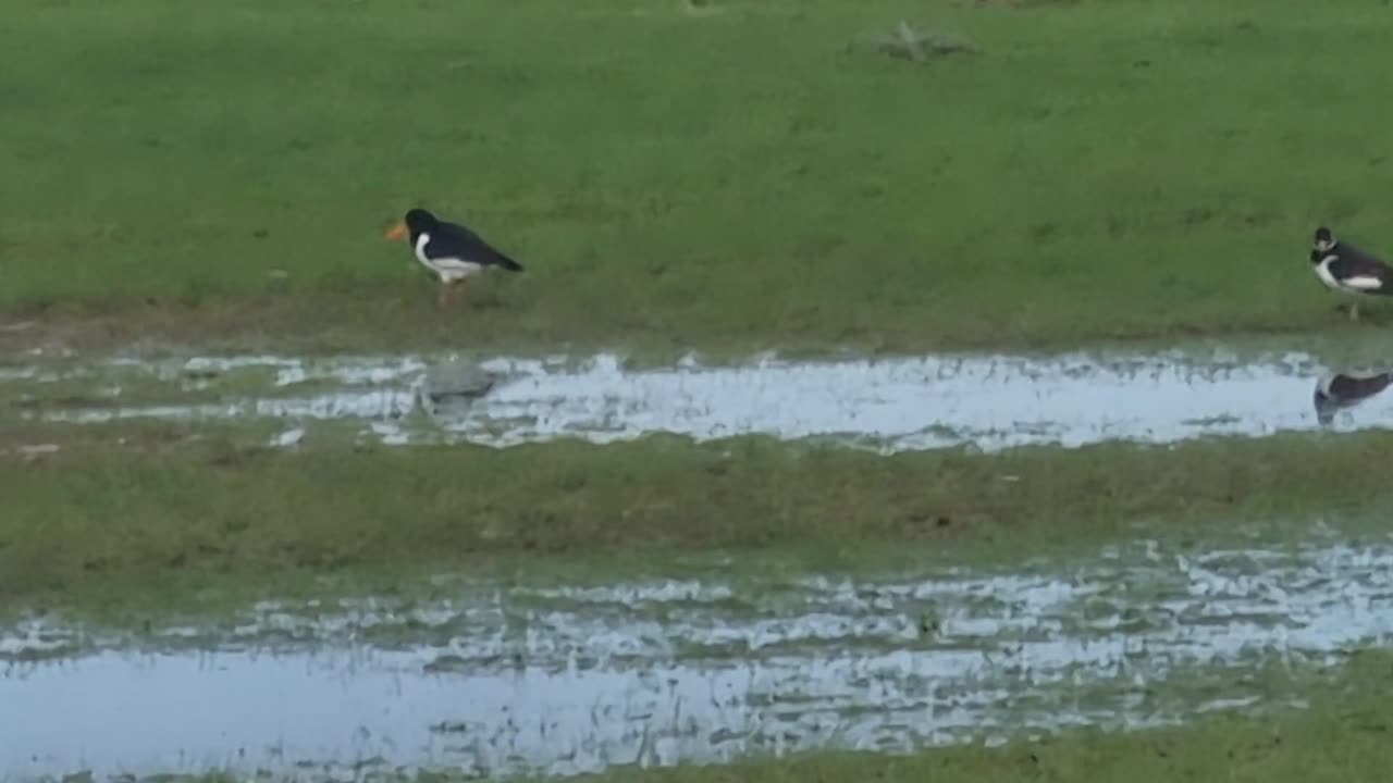 Oystercatchers On A Field In Wales.