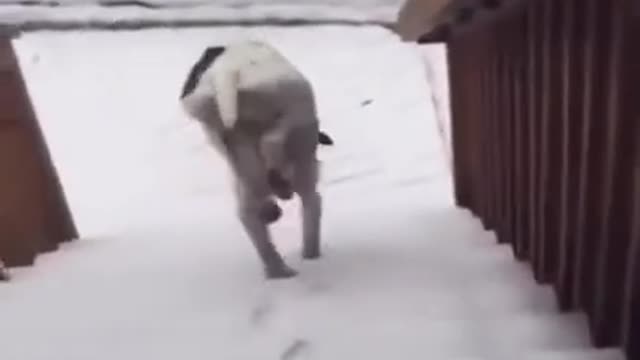 FUNNY DOG One way to keep ur feet dry