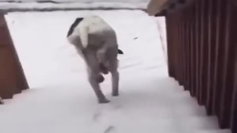 FUNNY DOG One way to keep ur feet dry