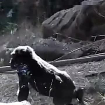 Funny Monkeys make me Happy