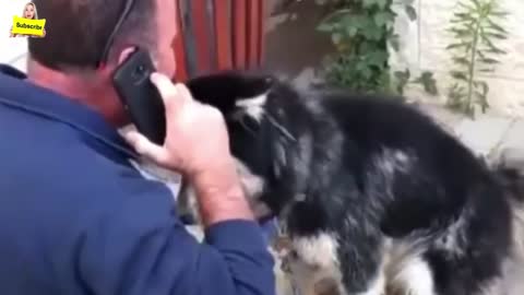 When Police Found This Missing Dog, They Made Him Sing TV Songs To Confirm His Identity