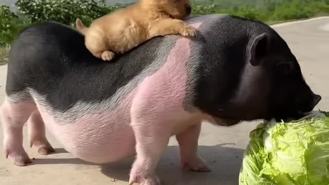 Pig & dog Funny Eating Video 2022