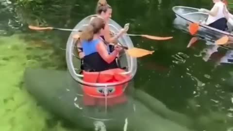 Manatees visual effects in water