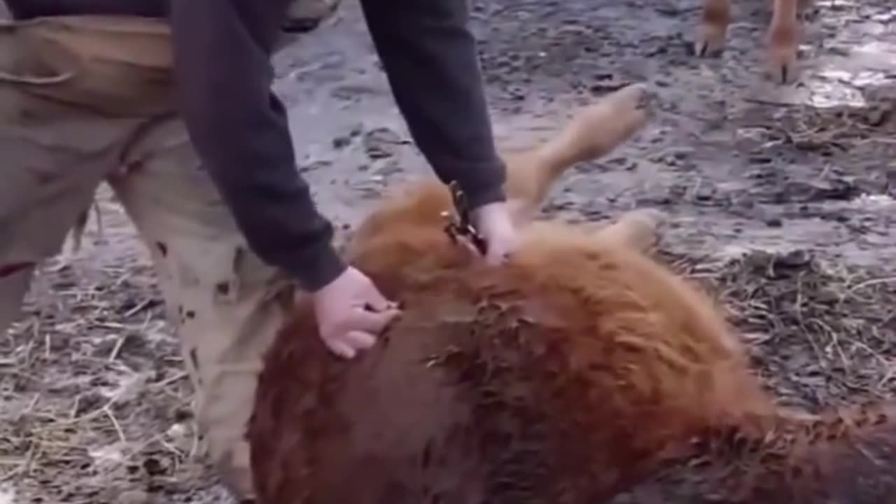 Man Saves Cow By Stabbing Hole In It