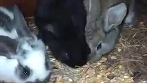 Beautiful Funny little bunny rabbit Video -Cute