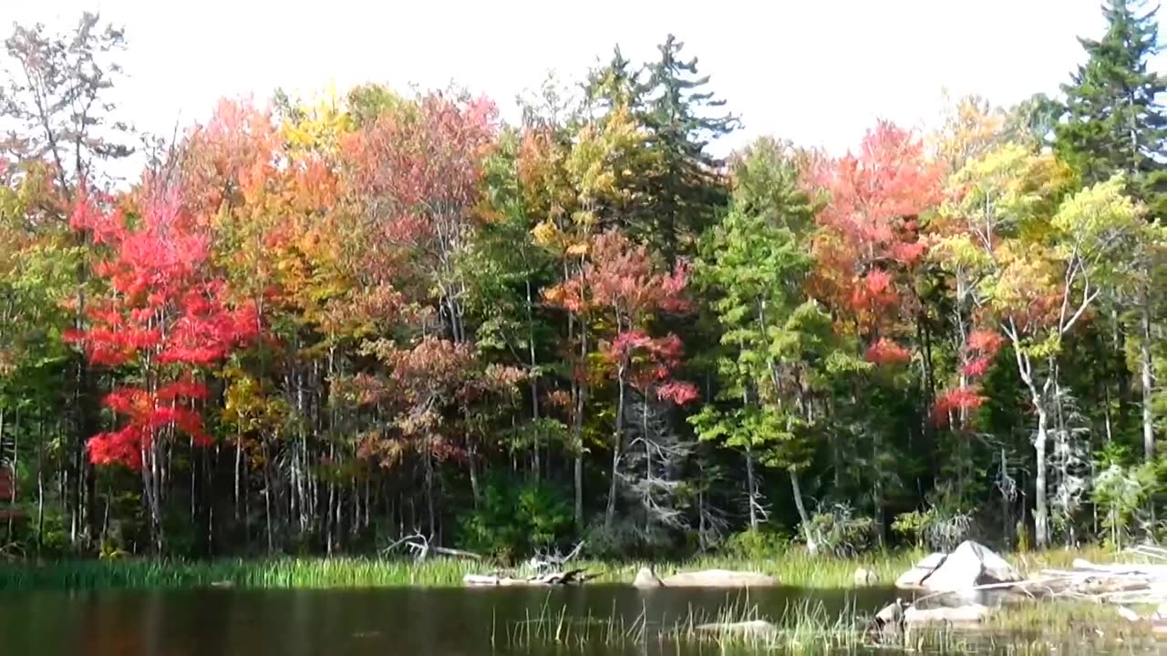 Fall Foliage