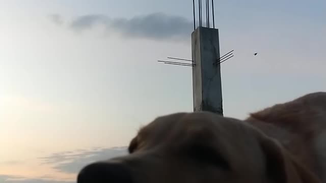 First time I saw a dog talking