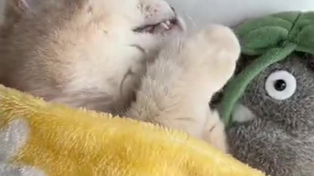 Cute and beautiful Cat is sleeping with her toy pet