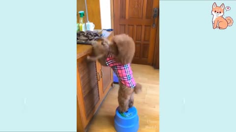 Funny dog video compilation