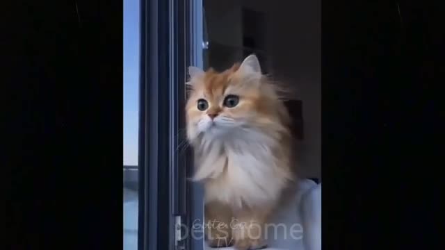 Funny dog and cat