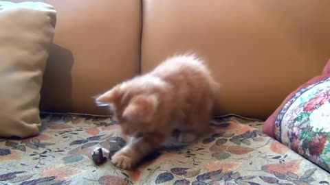 Cat playing with fake mouse