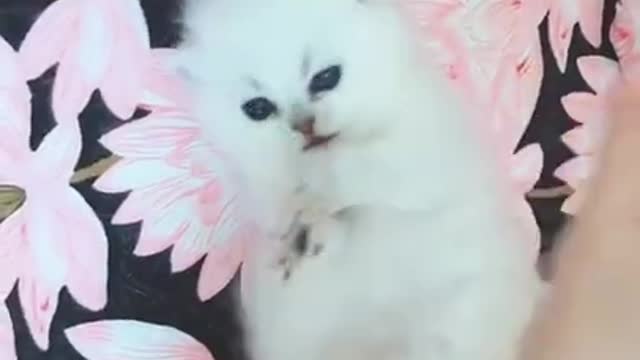 Animals SOO Cute! AWW Cute baby animal #shorts