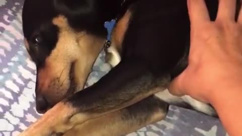 cute and funny dog videos compilation