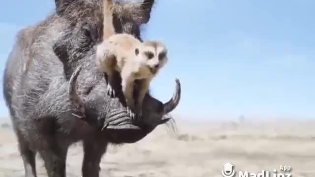 Animal funny