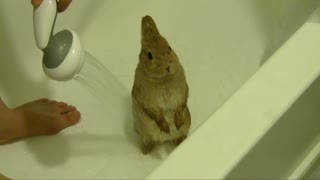 Bunny Shower