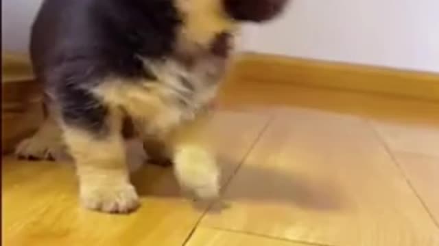 Cuty puppy do Smart Things