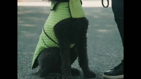 The most funny dog and most cute dog