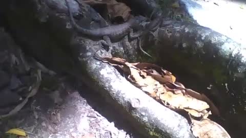 Gecko flirty the female for love, in a tree trunk in the park [Nature & Animals]