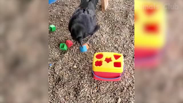 Funny Animal Videos 2022 Funniest Dogs And Cats Videos