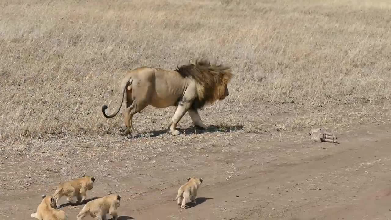 Lion dad tries to leave his kids