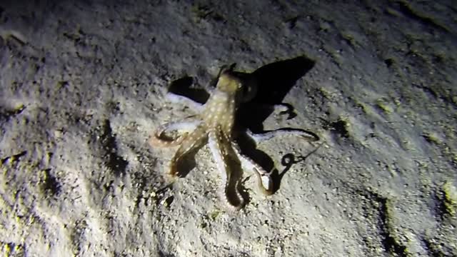 Large Octopus On The Hunt