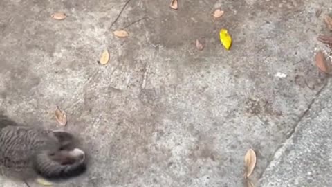 Funny Animals & Cute Pets Videos