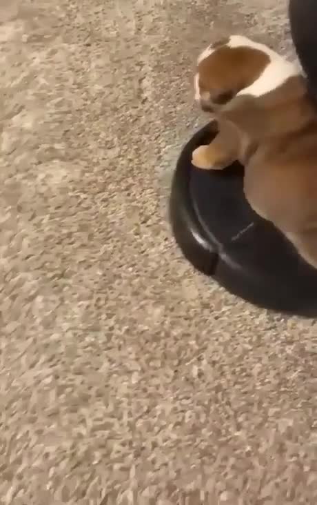 That is so cute. That little chunk is putting a strain on the motor.