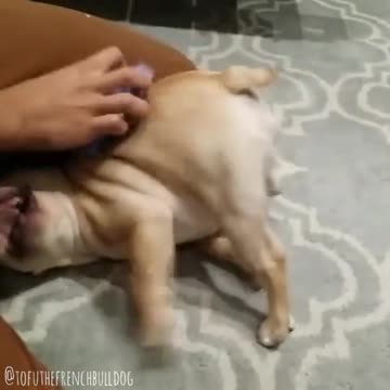Cachorro de Bulldog Francés absolutamente exultante frente a una rascada corporal