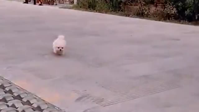 Cute puppy dog video 2021