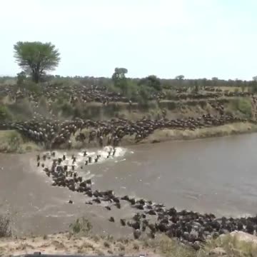 Thousands of wildebeests cross the river and try to reach the other side of the river faster