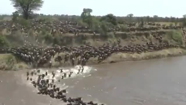 Thousands of wildebeests cross the river and try to reach the other side of the river faster