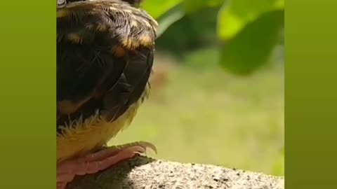 Beautiful baby bird