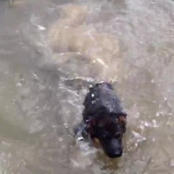 Cachorro de Ovejero Alemán nada por primera vez de modo adorable