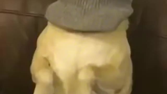 Smart dog sits with winter cap on head