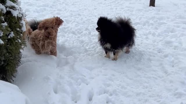group-of-dogs-playing-in-yard-in-winter
