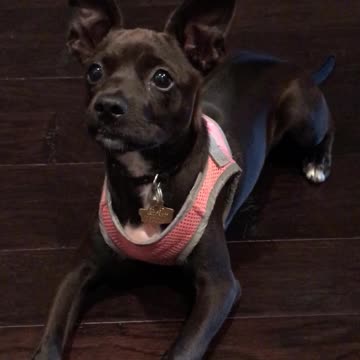 Puppy Wants To Slide Down Not Sit Down For Training