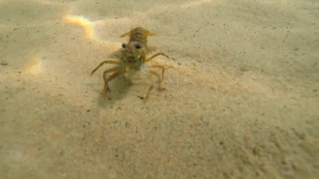 An underwater shot of lobster with missing claws