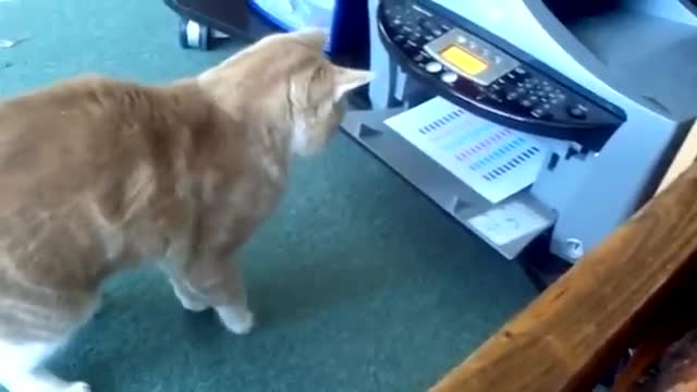 Funny animal collection😂😂