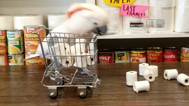 Cockatoo Stocks up on Toilet Paper