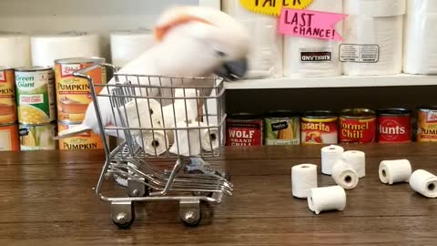 Cockatoo Stocks up on Toilet Paper