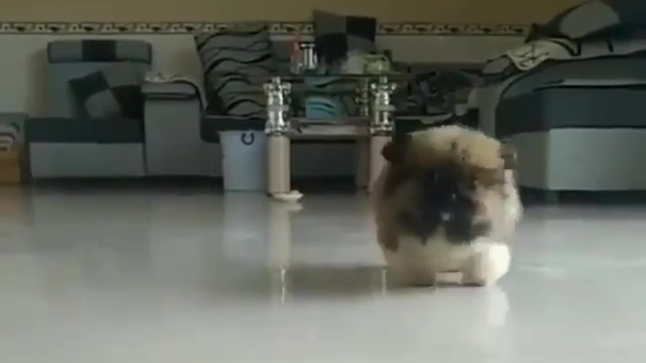 Superrrr Cute Puppy taking his first small steps at a time!!