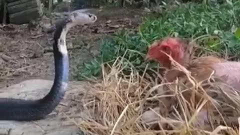 Snake vs chicken