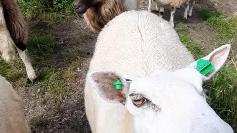 herd-of-sheep-and-goats-at-a-village