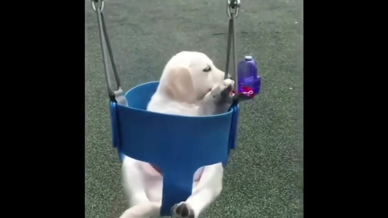 Super Funny Dog Videos [2022] | Cute Funny Dogs