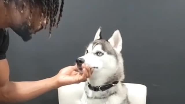 Dog Is Very Patience Waiting For Food