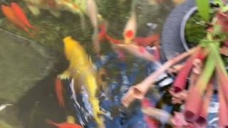 Koi time