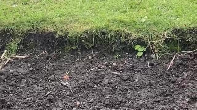 Cute puppy playing with her tennis ball