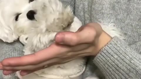 Adorable puppy high fives with owner