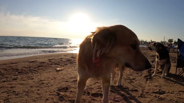 Funny dog relaxing in the 🏝 beach videos